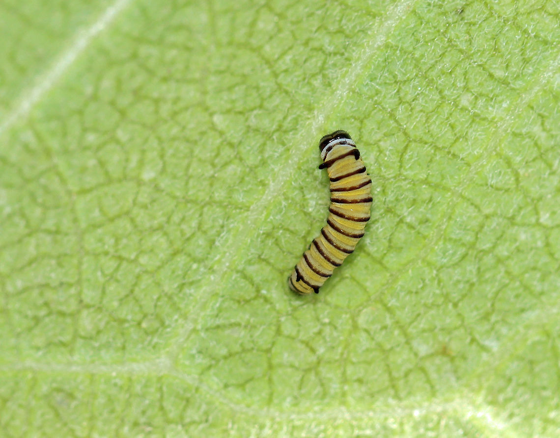 Monarch Caterpillar - Danaus plexippus Habitat: milkweed; garden Danaus,Danaus plexippus,Geotagged,Monarch,Monarch butterfly,Summer,United States,caterpillar,larva,monarch caterpillar