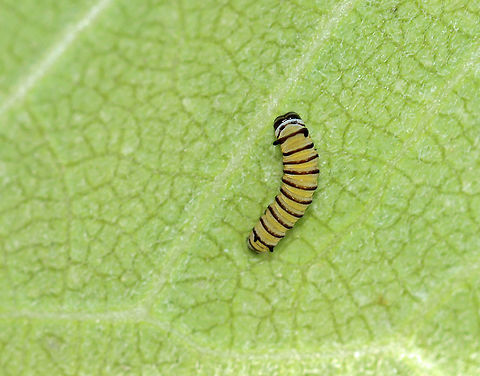 Monarch Caterpillar - Danaus plexippus Habitat: milkweed; garden Danaus,Danaus plexippus,Geotagged,Monarch,Monarch butterfly,Summer,United States,caterpillar,larva,monarch caterpillar