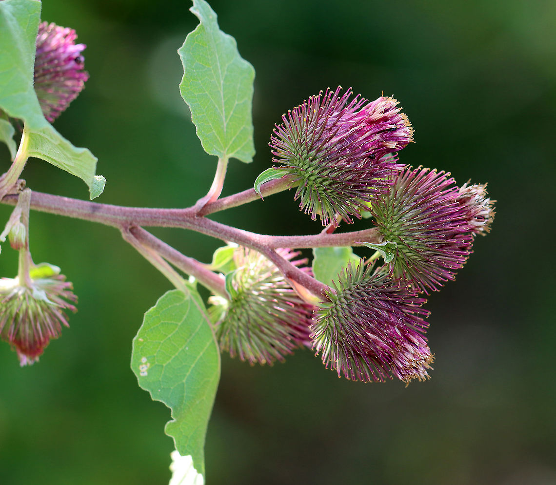 Common Burdock - Arctium minus Habitat: Meadow Arctium,Arctium minus,Geotagged,Lesser burdock,Summer,United States,burdock