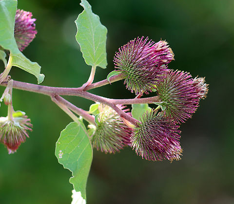 Common Burdock - Arctium minus Habitat: Meadow Arctium,Arctium minus,Geotagged,Lesser burdock,Summer,United States,burdock