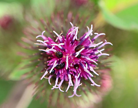 Shining Flower Beetles - Family Phalacridae They were all over burdock and some other plants.

Habitat: Meadow
https://www.jungledragon.com/image/109838/shining_flower_beetles_-_family_phalacridae.html Geotagged,Phalacridae,Summer,United States,beetles,flower beetles,shining flower beetles