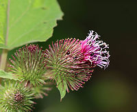 Shining Flower Beetles - Family Phalacridae They were all over burdock and some other plants.<br />
<br />
Habitat: Meadow<br />
https://www.jungledragon.com/image/109837/shining_flower_beetles_-_family_phalacridae.html<br />
 Geotagged,Summer,United States