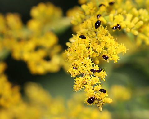 Shining Flower Beetles - Family Phalacridae Enjoying some goldenrod. 

Habitat: Meadow Geotagged,Phalacridae,Summer,United States,beetle