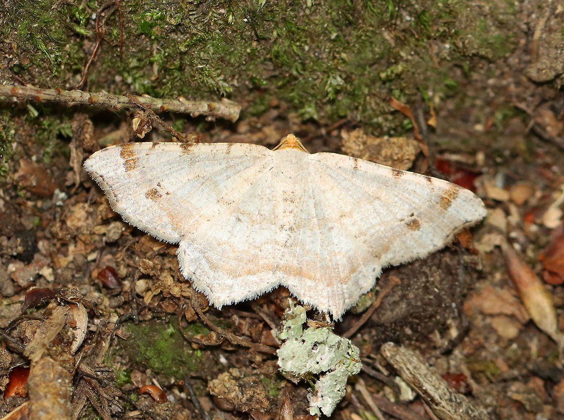 Red-headed Inchworm -Macaria bisignata WS: ~25 mm. Wings were tan with speckling; postmedial dark spot near middle of wing and dark spots along costa; head was orange.<br />
<br />
Habitat: Mixed forest Geotagged,Macaria,Macaria bisignata,Red-headed Inchworm,Summer,United States,moth