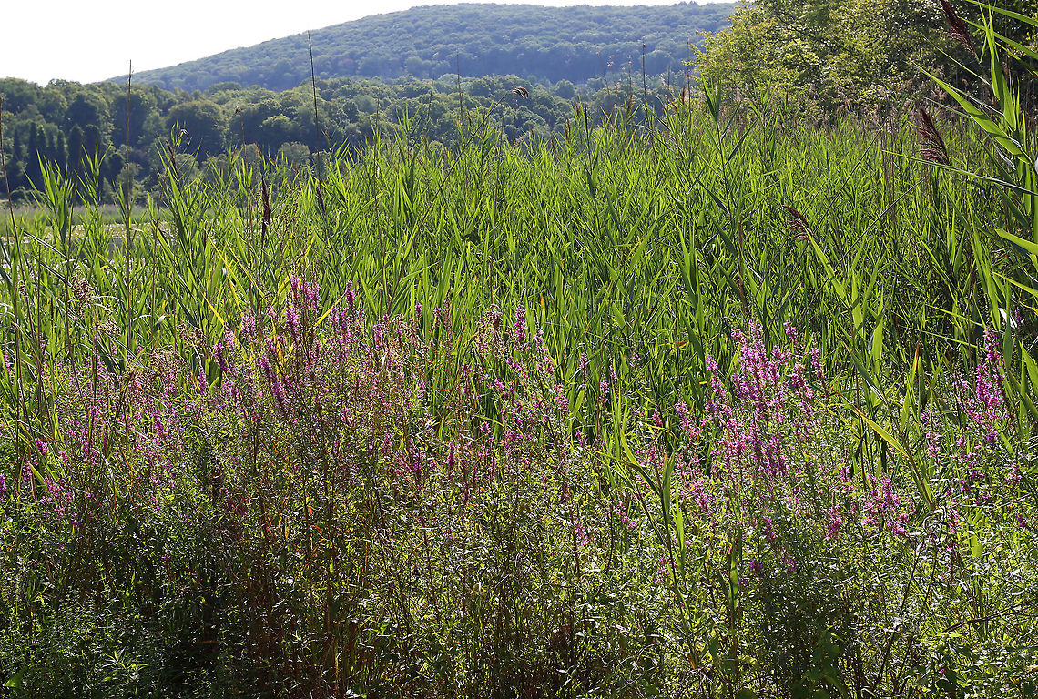 Purple Loosestrife - Lythrum salicaria Habitat: Pond&#039;s edge Geotagged,Lythrum,Lythrum salicaria,Spiked loosestrife,Summer,United States,loosestrife