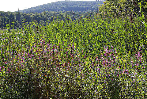 Purple Loosestrife - Lythrum salicaria Habitat: Pond's edge Geotagged,Lythrum,Lythrum salicaria,Spiked loosestrife,Summer,United States,loosestrife