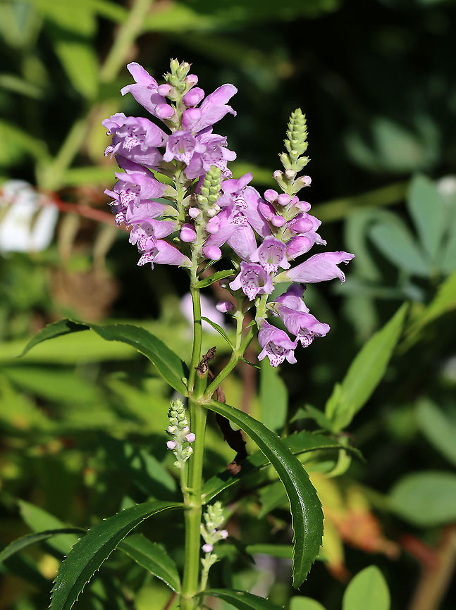 Obedient Plant - Physostegia virginiana It's called 'obedient plant' because you can bend the flowers in any direction and they will stay there.<br />
<br />
Habitat: Forest/pond edge Geotagged,Obedient Plant,Physostegia virginiana,Summer,United States