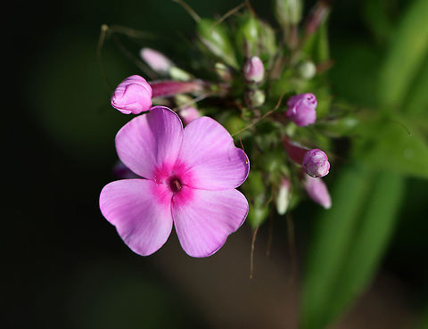 Fall Phlox  -Phlox paniculata Looks like a garden escapee.

Habitat: Pond/forest edge Fall Phlox,Geotagged,Phlox paniculata,Summer,United States,garden phlox,phlox