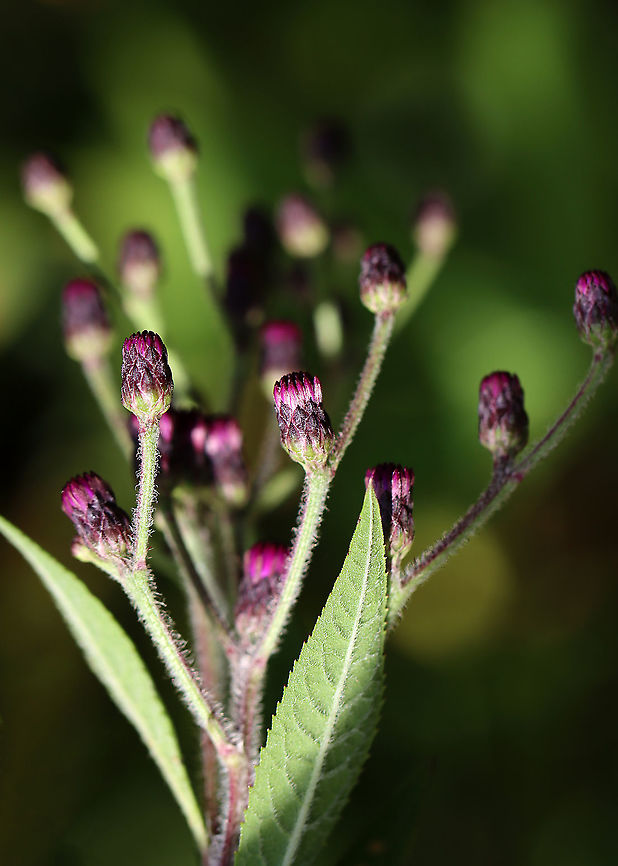 Tall Ironweed - Vernonia gigantea Sorry for the bad photo, but I'm sharing it since it's my first of this species. <br />
<br />
Habitat: Pond/forest edge Geotagged,Giant ironweed,Summer,United States,Vernonia,Vernonia gigantea,ironweed