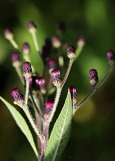 Tall Ironweed - Vernonia gigantea Sorry for the bad photo, but I'm sharing it since it's my first of this species. 

Habitat: Pond/forest edge Geotagged,Giant ironweed,Summer,United States,Vernonia,Vernonia gigantea,ironweed