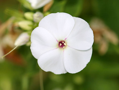 Fall Phlox -Phlox paniculata I think this is fall phlox. Probably escaped from a nearby garden.

Habitat: Pond/forest edge Geotagged,Phlox paniculata,Summer,United States,garden phlox,phlox