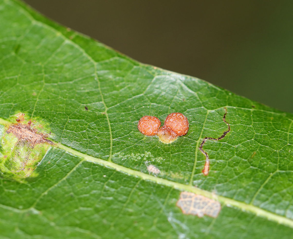Polystepha Pilulae Galls on Oak (Quercus sp.) Hard galls on upper surface of an oak leaf<br />
<br />
Host: Oak (Quercus sp.) Geotagged,Polystepha,Polystepha pilulae,Quercus,Summer,United States,gall,galls,oak,oak galls