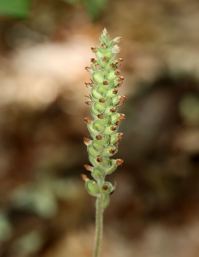 Downy Rattlesnake Plantain - Goodyera pubescens An evergreen orchid with horizontal rhizomes that grow low to the ground. The roots have a mycorrhizal relationship with fungi, which helps the plant acquire moisture and &shy;nutrients, while the plant provides the products of its photosynthesis to the fungus. The green, variegated leaves are quite striking and resemble the skin of a snake, hence the common name. Leaves are present year-round and grow as a basal rosette. The inflorescence stems are densely downy. The flower stalks produce numerous small, white flowers in a terminal spike.<br />
<br />
Habitat: Deciduous forest Downy rattlesnake plantain,Geotagged,Goodyera,Goodyera pubescens,Summer,United States,evergreen orchid