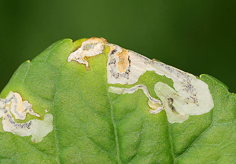 Leaf Mines (Nefusa ambigua) on Viola sp. Host: Viola sp.; deciduous forest
https://www.jungledragon.com/image/110012/leaf_mines_nefusa_ambigua_on_viola_sp.html Geotagged,Nefusa,Nefusa ambigua,Summer,United States,Viola leaf mines,leaf mines,leafminer,leafmining sawfly,sawfly