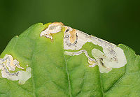 Leaf Mines (Nefusa ambigua) on Viola sp. Host: Viola sp.; deciduous forest<br />
https://www.jungledragon.com/image/110012/leaf_mines_nefusa_ambigua_on_viola_sp.html Geotagged,Nefusa,Nefusa ambigua,Summer,United States,Viola leaf mines,leaf mines,leafminer,leafmining sawfly,sawfly