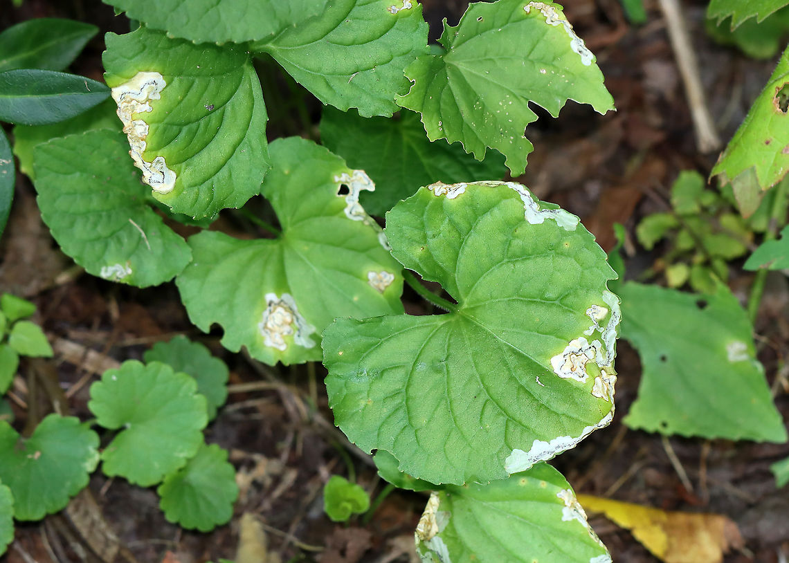 Leaf Mines (Nefusa ambigua) on Viola sp. Host: Viola sp.; deciduous forest<br />
<figure class="photo"><a href="https://www.jungledragon.com/image/110011/leaf_mines_nefusa_ambigua_on_viola_sp.html" title="Leaf Mines (Nefusa ambigua) on Viola sp."><img src="https://s3.amazonaws.com/media.jungledragon.com/images/3232/110011_thumb.jpg?AWSAccessKeyId=05GMT0V3GWVNE7GGM1R2&Expires=1759968010&Signature=whaXymWFKpPn7oOhfMLBZfavkFY%3D" width="200" height="140" alt="Leaf Mines (Nefusa ambigua) on Viola sp. Host: Viola sp.; deciduous forest<br />
https://www.jungledragon.com/image/110012/leaf_mines_nefusa_ambigua_on_viola_sp.html Geotagged,Nefusa,Nefusa ambigua,Summer,United States,Viola leaf mines,leaf mines,leafminer,leafmining sawfly,sawfly" /></a></figure> Geotagged,Nefusa ambigua,Summer,United States