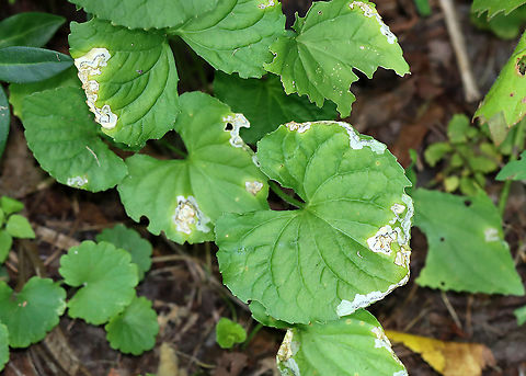 Leaf Mines (Nefusa ambigua) on Viola sp. Host: Viola sp.; deciduous forest
https://www.jungledragon.com/image/110011/leaf_mines_nefusa_ambigua_on_viola_sp.html Geotagged,Nefusa ambigua,Summer,United States