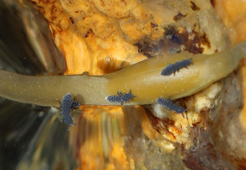 Seashore Springtails - Anurida maritima There were tons of these!

Habitat: Tide pools during low tide Anurida maritima,Geotagged,Summer,United States,seashore springtail,springtail
