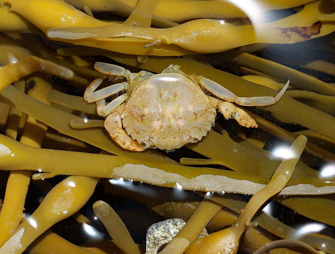 Green Crab - Carcinus maenas Dead, but still cute. <br />
<br />
Habitat: Tidal  pools during low tide Carcinus,Carcinus maenas,Common littoral crab,Geotagged,Summer,United States,crab