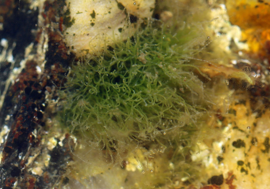 Green Seaweed - Chaetomorpha melagonium *Tentative ID*<br />
<br />
Habitat: Low tide Chaetomorpha,Chaetomorpha melagonium,Geotagged,Summer,United States,algae,green algae,seaweed