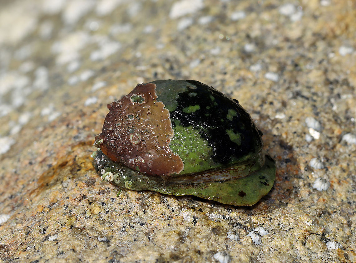 Unknown Mollusk Slippersnail (Crepidula fornicata)??<br />
<br />
Habitat: Tidal pools during low tide<br />
<figure class="photo"><a href="https://www.jungledragon.com/image/110023/unknown_mollusk.html" title="Unknown Mollusk"><img src="https://s3.amazonaws.com/media.jungledragon.com/images/3232/110023_thumb.jpg?AWSAccessKeyId=05GMT0V3GWVNE7GGM1R2&Expires=1759968010&Signature=1MREK%2FPHRmarmPhsn3MlXN%2Fw6Tk%3D" width="200" height="158" alt="Unknown Mollusk Slippersnail (Crepidula fornicata)??<br />
<br />
Habitat: Tidal pools during low tide<br />
https://www.jungledragon.com/image/110021/unknown_mollusk.html<br />
https://www.jungledragon.com/image/110022/unknown_mollusk.html Geotagged,Summer,United States" /></a></figure><br />
<figure class="photo"><a href="https://www.jungledragon.com/image/110022/unknown_mollusk.html" title="Unknown Mollusk"><img src="https://s3.amazonaws.com/media.jungledragon.com/images/3232/110022_thumb.jpg?AWSAccessKeyId=05GMT0V3GWVNE7GGM1R2&Expires=1759968010&Signature=yRjXHBriJnJMNv0Y5MjQeSKAaDc%3D" width="200" height="146" alt="Unknown Mollusk Slippersnail (Crepidula fornicata)??<br />
<br />
Habitat: Tidal pools during low tide<br />
https://www.jungledragon.com/image/110021/unknown_mollusk.html<br />
https://www.jungledragon.com/image/110023/unknown_mollusk.html Geotagged,Summer,United States" /></a></figure> Geotagged,Summer,United States,mollusca,mollusk