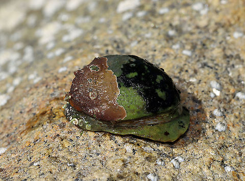 Unknown Mollusk Slippersnail (Crepidula fornicata)??

Habitat: Tidal pools during low tide
https://www.jungledragon.com/image/110023/unknown_mollusk.html
https://www.jungledragon.com/image/110022/unknown_mollusk.html Geotagged,Summer,United States,mollusca,mollusk