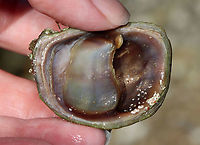 Unknown Mollusk Slippersnail (Crepidula fornicata)??<br />
<br />
Habitat: Tidal pools during low tide<br />
https://www.jungledragon.com/image/110021/unknown_mollusk.html<br />
https://www.jungledragon.com/image/110023/unknown_mollusk.html Geotagged,Summer,United States
