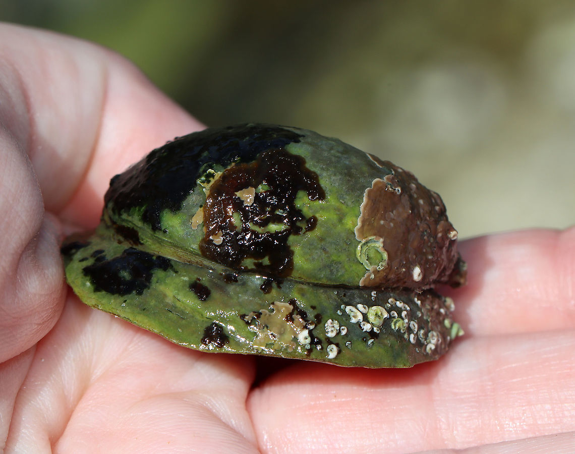 Unknown Mollusk Slippersnail (Crepidula fornicata)??<br />
<br />
Habitat: Tidal pools during low tide<br />
<figure class="photo"><a href="https://www.jungledragon.com/image/110021/unknown_mollusk.html" title="Unknown Mollusk"><img src="https://s3.amazonaws.com/media.jungledragon.com/images/3232/110021_thumb.jpg?AWSAccessKeyId=05GMT0V3GWVNE7GGM1R2&Expires=1759968010&Signature=dVDyFkYOjFWzARJO8WqjIbiSkoE%3D" width="200" height="148" alt="Unknown Mollusk Slippersnail (Crepidula fornicata)??<br />
<br />
Habitat: Tidal pools during low tide<br />
https://www.jungledragon.com/image/110023/unknown_mollusk.html<br />
https://www.jungledragon.com/image/110022/unknown_mollusk.html Geotagged,Summer,United States,mollusca,mollusk" /></a></figure><br />
<figure class="photo"><a href="https://www.jungledragon.com/image/110022/unknown_mollusk.html" title="Unknown Mollusk"><img src="https://s3.amazonaws.com/media.jungledragon.com/images/3232/110022_thumb.jpg?AWSAccessKeyId=05GMT0V3GWVNE7GGM1R2&Expires=1759968010&Signature=yRjXHBriJnJMNv0Y5MjQeSKAaDc%3D" width="200" height="146" alt="Unknown Mollusk Slippersnail (Crepidula fornicata)??<br />
<br />
Habitat: Tidal pools during low tide<br />
https://www.jungledragon.com/image/110021/unknown_mollusk.html<br />
https://www.jungledragon.com/image/110023/unknown_mollusk.html Geotagged,Summer,United States" /></a></figure> Geotagged,Summer,United States