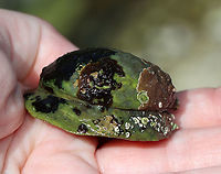 Unknown Mollusk Slippersnail (Crepidula fornicata)??<br />
<br />
Habitat: Tidal pools during low tide<br />
https://www.jungledragon.com/image/110021/unknown_mollusk.html<br />
https://www.jungledragon.com/image/110022/unknown_mollusk.html Geotagged,Summer,United States