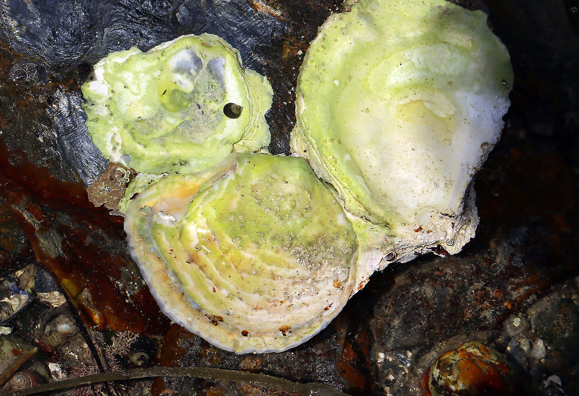 Unidentified Mollusk I found lots of these stuck to rocks. They look like jingle shells, but larger. Maybe they are oysters, except that they don&#039;t look like the oysters I&#039;ve seen on rocks in the past.<br />
<br />
Habitat: Tidal pools during low tide<br />
<figure class="photo"><a href="https://www.jungledragon.com/image/110037/unidentified_mollusk.html" title="Unidentified Mollusk"><img src="https://s3.amazonaws.com/media.jungledragon.com/images/3232/110037_thumb.jpg?AWSAccessKeyId=05GMT0V3GWVNE7GGM1R2&Expires=1759968010&Signature=bEJvTTtELztB7i5LKBv8KGiPfGk%3D" width="200" height="138" alt="Unidentified Mollusk I found lots of these stuck to rocks. They look like jingle shells, but larger. Maybe they are oysters, except that they don&#039;t look like the oysters I&#039;ve seen on rocks in the past.<br />
<br />
Habitat: Tidal pools during low tide<br />
<br />
https://www.jungledragon.com/image/110036/unidentified_mollusk.html<br />
<br />
Also seen here:<br />
https://www.jungledragon.com/image/99996/unidentified_mollusk.html Geotagged,Summer,United States" /></a></figure><br />
<br />
Also seen here:<br />
<figure class="photo"><a href="https://www.jungledragon.com/image/99996/unidentified_mollusk.html" title="Unidentified Mollusk"><img src="https://s3.amazonaws.com/media.jungledragon.com/images/3232/99996_thumb.jpg?AWSAccessKeyId=05GMT0V3GWVNE7GGM1R2&Expires=1759968010&Signature=eAa4VbsRNWv3%2BajuE3u%2B6vEvztM%3D" width="200" height="180" alt="Unidentified Mollusk I found lots of these stuck to rocks. They look like jingle shells, but larger. Maybe they are oysters, except that they don&#039;t look like the oysters I&#039;ve seen on rocks in the past.<br />
<br />
Habitat: Tidal pools during low tide Geotagged,Summer,United States,bivalve,mollusca,mollusk" /></a></figure> Geotagged,Summer,United States,mollusk