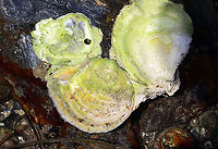 Unidentified Mollusk I found lots of these stuck to rocks. They look like jingle shells, but larger. Maybe they are oysters, except that they don't look like the oysters I've seen on rocks in the past.<br />
<br />
Habitat: Tidal pools during low tide<br />
https://www.jungledragon.com/image/110037/unidentified_mollusk.html<br />
<br />
Also seen here:<br />
https://www.jungledragon.com/image/99996/unidentified_mollusk.html Geotagged,Summer,United States,mollusk