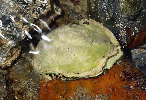 Unidentified Mollusk I found lots of these stuck to rocks. They look like jingle shells, but larger. Maybe they are oysters, except that they don't look like the oysters I've seen on rocks in the past.

Habitat: Tidal pools during low tide

https://www.jungledragon.com/image/110036/unidentified_mollusk.html

Also seen here:
https://www.jungledragon.com/image/99996/unidentified_mollusk.html Geotagged,Summer,United States