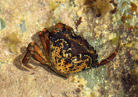 Green Crab - Carcinus maenas Habitat: Tidal pools during low tide Carcinus,Carcinus maenas,Common littoral crab,Geotagged,Summer,United States,crab,green crab