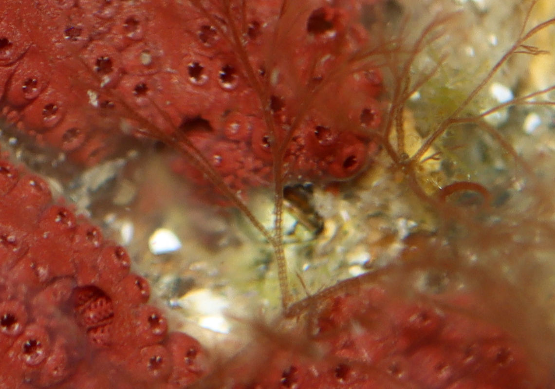 Bangia atropurpurea *Tentative ID*<br />
<br />
Habitat: Tidal pool at low tide Bangia,Bangia atropurpurea,Geotagged,Summer,United States,algae,rhodophyta,seaweed