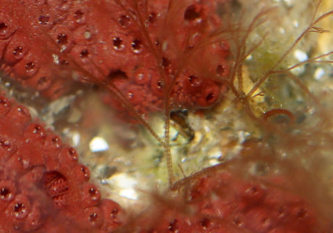 Bangia atropurpurea *Tentative ID*

Habitat: Tidal pool at low tide Bangia,Bangia atropurpurea,Geotagged,Summer,United States,algae,rhodophyta,seaweed