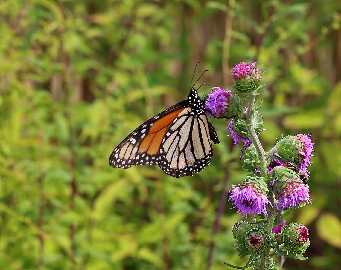 Monarch Butterfly - Danaus plexippus Habitat: Coastal area Danaus,Danaus plexippus,Geotagged,Monarch butterfly,Summer,United States,butterfly,monarch
