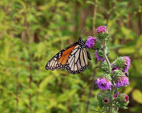 Monarch Butterfly - Danaus plexippus Habitat: Coastal area Danaus,Danaus plexippus,Geotagged,Monarch butterfly,Summer,United States,butterfly,monarch