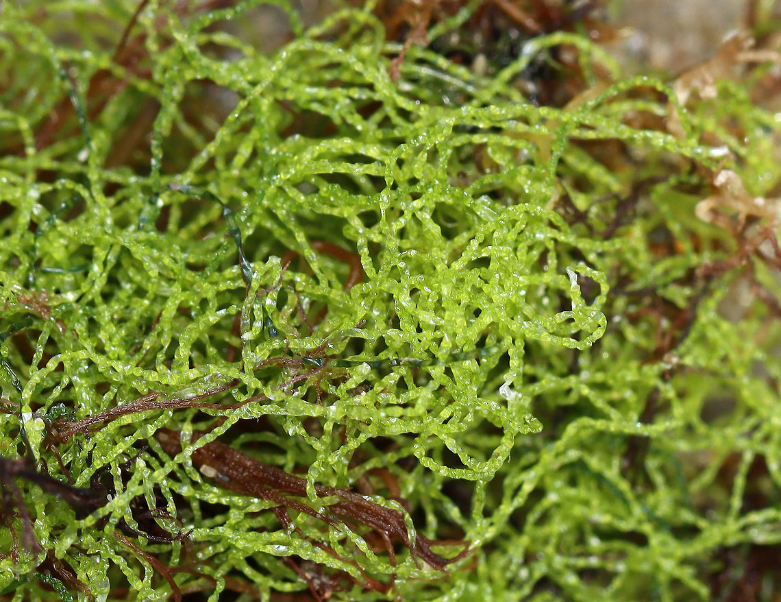 Green Algae - Chaetomorpha linum *Tentative ID<br />
<br />
Habitat: Washed up on the beach during low tide Chaetomorpha,Chaetomorpha linum,Chlorophyta,Geotagged,Summer,United States,algae,green algae