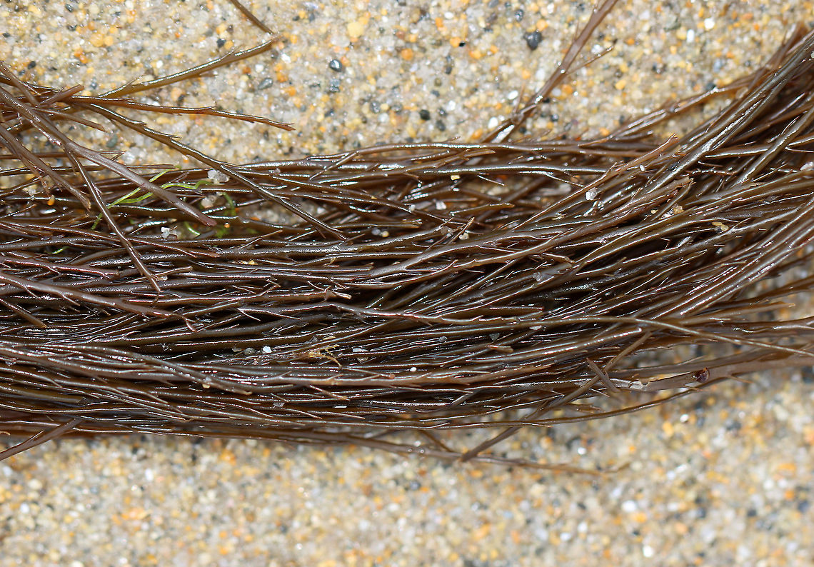 Sea Spaghetti - Gracilariopsis andersonii *Tentative ID<br />
<br />
Habitat: Washed up on beach during low tide<br />
<figure class="photo"><a href="https://www.jungledragon.com/image/110140/sea_spaghetti_-_gracilariopsis_andersonii.html" title="Sea Spaghetti - Gracilariopsis andersonii"><img src="https://s3.amazonaws.com/media.jungledragon.com/images/3232/110140_thumb.jpg?AWSAccessKeyId=05GMT0V3GWVNE7GGM1R2&Expires=1759968010&Signature=%2F%2Fd9KCvYzV6AYh9w7ozsOTCf4CY%3D" width="200" height="124" alt="Sea Spaghetti - Gracilariopsis andersonii *Tentative ID<br />
<br />
Habitat: Washed up on beach during low tide<br />
https://www.jungledragon.com/image/110139/sea_spaghetti_-_gracilariopsis_andersonii.html Geotagged,Gracilariopsis andersonii,Summer,United States" /></a></figure> Geotagged,Gracilariopsis,Gracilariopsis andersonii,Summer,United States,alga,algae,seaweed