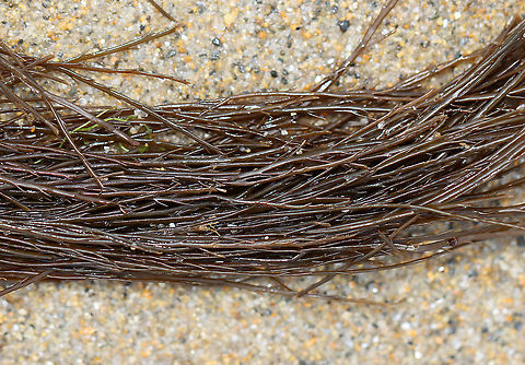 Sea Spaghetti - Gracilariopsis andersonii *Tentative ID

Habitat: Washed up on beach during low tide
https://www.jungledragon.com/image/110140/sea_spaghetti_-_gracilariopsis_andersonii.html Geotagged,Gracilariopsis,Gracilariopsis andersonii,Summer,United States,alga,algae,seaweed