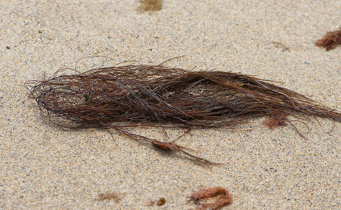Sea Spaghetti - Gracilariopsis andersonii *Tentative ID<br />
<br />
Habitat: Washed up on beach during low tide<br />
<figure class="photo"><a href="https://www.jungledragon.com/image/110139/sea_spaghetti_-_gracilariopsis_andersonii.html" title="Sea Spaghetti - Gracilariopsis andersonii"><img src="https://s3.amazonaws.com/media.jungledragon.com/images/3232/110139_thumb.jpg?AWSAccessKeyId=05GMT0V3GWVNE7GGM1R2&Expires=1759968010&Signature=EuKuNqM9HCQ8bdAt1k5tHW4ymMc%3D" width="200" height="140" alt="Sea Spaghetti - Gracilariopsis andersonii *Tentative ID<br />
<br />
Habitat: Washed up on beach during low tide<br />
https://www.jungledragon.com/image/110140/sea_spaghetti_-_gracilariopsis_andersonii.html Geotagged,Gracilariopsis,Gracilariopsis andersonii,Summer,United States,alga,algae,seaweed" /></a></figure> Geotagged,Gracilariopsis andersonii,Summer,United States