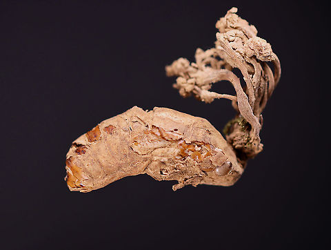 Zombie Fungus (Ophiocordyceps) on Cicada Nymph A bit crusty, but so cool! Ophiocordyceps is a pathogenic fungus that infects a host, grows through the insect's cuticle, and basically hijacks its "brain". 

**I have a fairly large collection of natural curiosities and decided to share some on JungleDragon. I have been collecting bits of nature for years and also have many friends who have shared things with me. Everything in my collection was ethically collected/harvested/sourced and is cruelty-free. Geotagged,United States,Winter,cicada,cicada nymph,cordyceps,nymph,ophiocordyceps,pathogenic fungus,zombie fungus