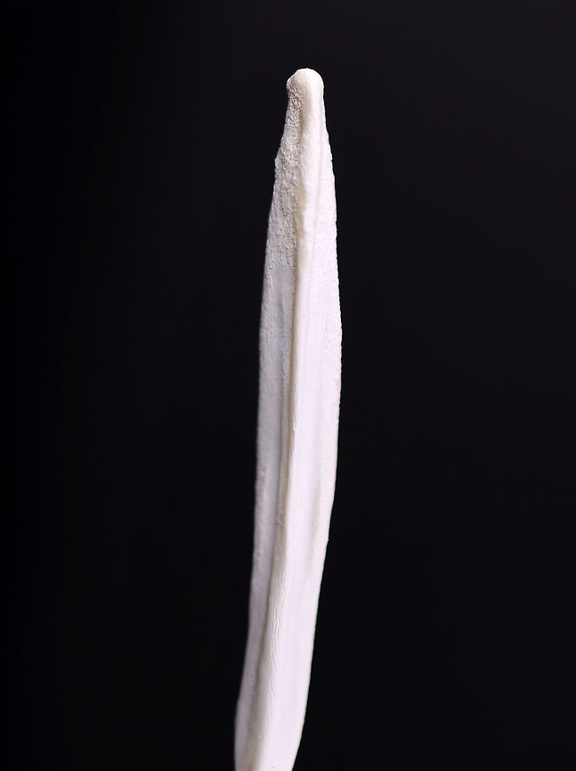 Red Fox (Vulpes vulpes) Baculum (Penis Bone) Try not to cringe, but this is a penis bone (baculum) that was removed from a dead fox. Many male mammals have these bones. The purpose is kind of obvious -- to help the animal maintain stiffness during sex. It&#039;s about 6-7 cm long.<br />
<br />
<br />
**I have a fairly large collection of natural curiosities and decided to share some on JungleDragon. I have been collecting bits of nature for years and also have many friends who have shared things with me. Everything in my collection was ethically collected/harvested/sourced and is cruelty-free. Geotagged,United States,Vulpes,Winter,baculum,fox baculum,penis bone,red fox