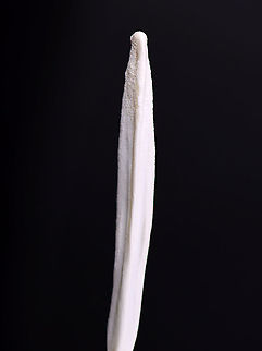 Red Fox (Vulpes vulpes) Baculum (Penis Bone) Try not to cringe, but this is a penis bone (baculum) that was removed from a dead fox. Many male mammals have these bones. The purpose is kind of obvious -- to help the animal maintain stiffness during sex. It's about 6-7 cm long.


**I have a fairly large collection of natural curiosities and decided to share some on JungleDragon. I have been collecting bits of nature for years and also have many friends who have shared things with me. Everything in my collection was ethically collected/harvested/sourced and is cruelty-free. Geotagged,United States,Vulpes,Winter,baculum,fox baculum,penis bone,red fox