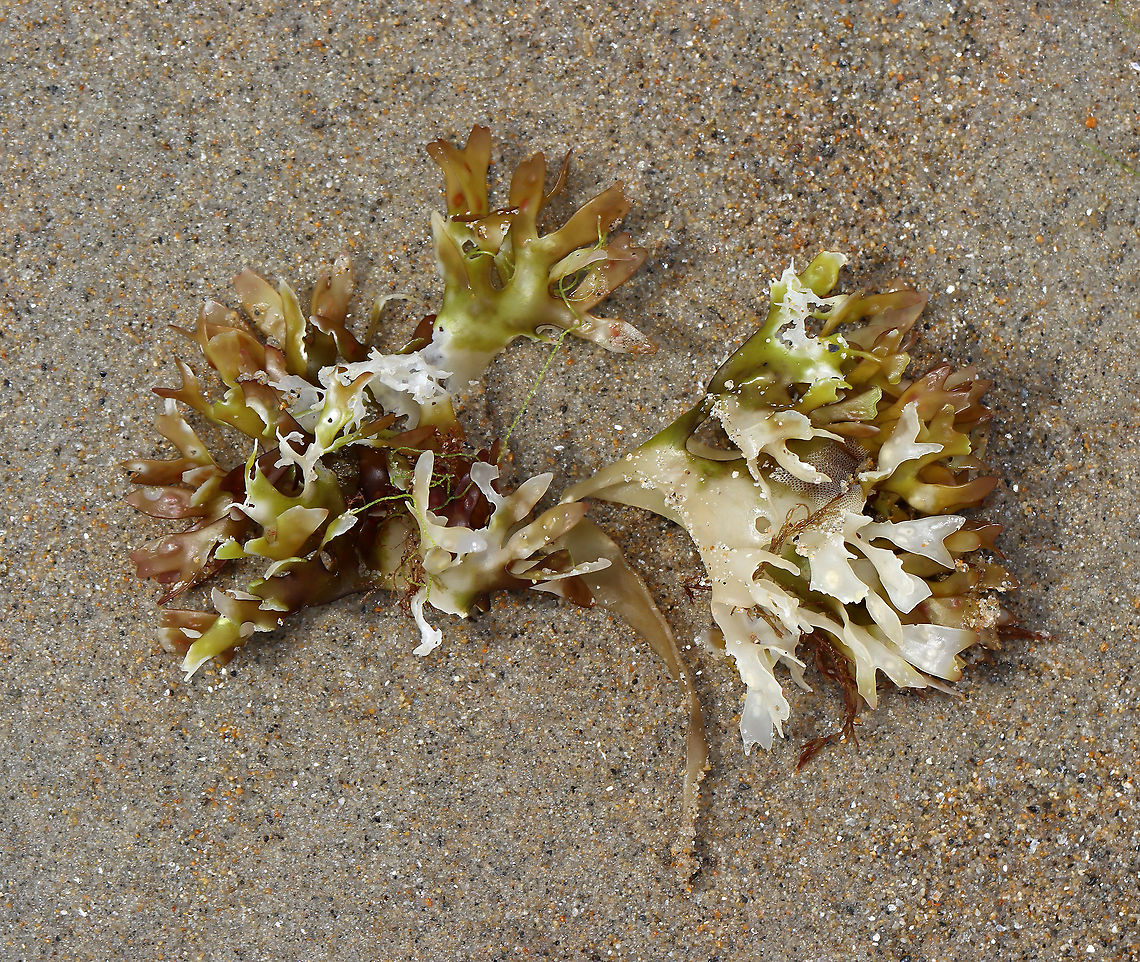 Irish Moss - Chondrus crispus Bleached with age...If you look on the right side, you will see a lacy bryozoan growing on the weed.<br />
<br />
Habitat: Washed up on beach during low tide Chondrus crispus,Geotagged,Irish moss,Summer,United States,algae,red algae,seaweed