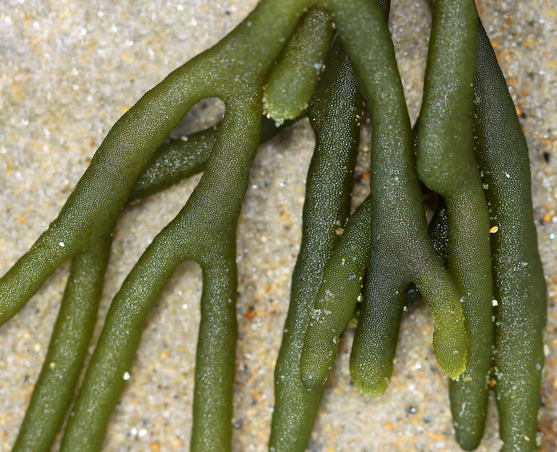Felty Fingers - Codium fragile Delicate, green seaweed with thick, spongy branches. It was attached to a tiny bit of a shell.<br />
<br />
Habitat: Washed up on a beach during low tide<br />
<figure class="photo"><a href="https://www.jungledragon.com/image/110242/felty_fingers_-_codium_fragile.html" title="Felty Fingers - Codium fragile"><img src="https://s3.amazonaws.com/media.jungledragon.com/images/3232/110242_thumb.jpg?AWSAccessKeyId=05GMT0V3GWVNE7GGM1R2&Expires=1759968010&Signature=XR58phD2houvD%2FScFr1Bgdi2FCk%3D" width="200" height="152" alt="Felty Fingers - Codium fragile Delicate, green seaweed with thick, spongy branches. It was attached to a tiny bit of a shell.<br />
<br />
Habitat: Washed up on a beach during low tide<br />
https://www.jungledragon.com/image/110241/felty_fingers_-_codium_fragile.html Codium fragile,Geotagged,Green sea fingers,Summer,United States" /></a></figure> Codium,Codium fragile,Geotagged,Green sea fingers,Summer,United States,algae