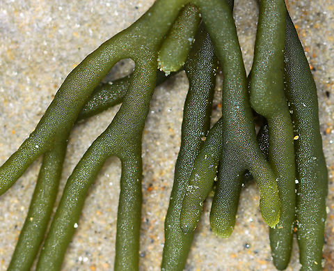 Felty Fingers - Codium fragile Delicate, green seaweed with thick, spongy branches. It was attached to a tiny bit of a shell.

Habitat: Washed up on a beach during low tide
https://www.jungledragon.com/image/110242/felty_fingers_-_codium_fragile.html Codium,Codium fragile,Geotagged,Green sea fingers,Summer,United States,algae
