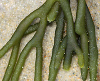 Felty Fingers - Codium fragile Delicate, green seaweed with thick, spongy branches. It was attached to a tiny bit of a shell.<br />
<br />
Habitat: Washed up on a beach during low tide<br />
https://www.jungledragon.com/image/110242/felty_fingers_-_codium_fragile.html Codium,Codium fragile,Geotagged,Green sea fingers,Summer,United States,algae