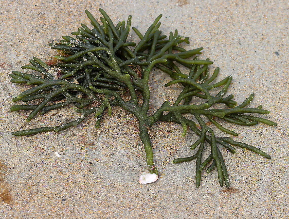 Felty Fingers - Codium fragile Delicate, green seaweed with thick, spongy branches. It was attached to a tiny bit of a shell.<br />
<br />
Habitat: Washed up on a beach during low tide<br />
<figure class="photo"><a href="https://www.jungledragon.com/image/110241/felty_fingers_-_codium_fragile.html" title="Felty Fingers - Codium fragile"><img src="https://s3.amazonaws.com/media.jungledragon.com/images/3232/110241_thumb.jpg?AWSAccessKeyId=05GMT0V3GWVNE7GGM1R2&Expires=1763596810&Signature=%2BphEo6qhtGOQNVpQN%2BVSvoujsKs%3D" width="200" height="164" alt="Felty Fingers - Codium fragile Delicate, green seaweed with thick, spongy branches. It was attached to a tiny bit of a shell.<br />
<br />
Habitat: Washed up on a beach during low tide<br />
https://www.jungledragon.com/image/110242/felty_fingers_-_codium_fragile.html Codium,Codium fragile,Geotagged,Green sea fingers,Summer,United States,algae" /></a></figure> Codium fragile,Geotagged,Green sea fingers,Summer,United States