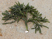 Felty Fingers - Codium fragile Delicate, green seaweed with thick, spongy branches. It was attached to a tiny bit of a shell.<br />
<br />
Habitat: Washed up on a beach during low tide<br />
https://www.jungledragon.com/image/110241/felty_fingers_-_codium_fragile.html Codium fragile,Geotagged,Green sea fingers,Summer,United States